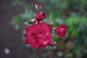 Bright pink rose blossoms.