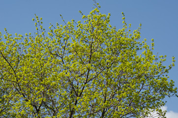 maple blossom in May, spring tree