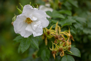 Obraz na płótnie Canvas Bright white rose blossoms. 