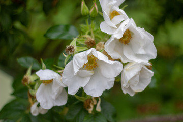 Bright white rose blossoms.	