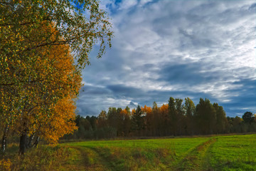 Sunset at the forest edge. Autumn landscape.