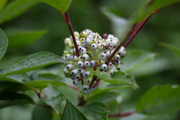 Obraz premium Ornamental bush white berries