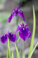 Purple iris blossom.