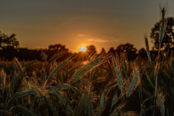 Cornfield in summer at sunset