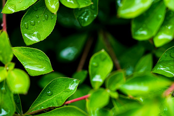 水滴と新緑の葉