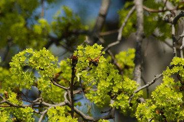 maple blossom in May, spring