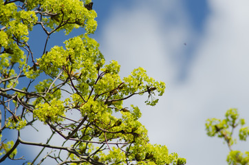 maple blossom in May, spring