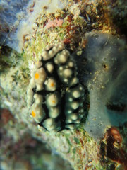 Babosa de mar de colores