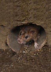 Closeup of rat on a sewer