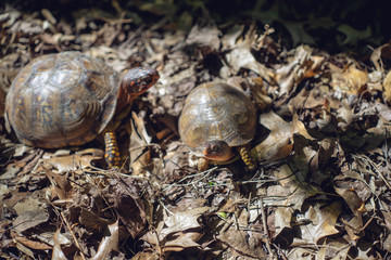 Two box turtles in the woods	