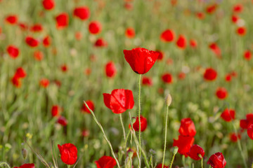 Fototapeta na wymiar Wild red poppy flowers in springtime