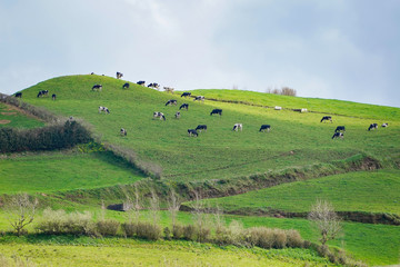 Fototapeta na wymiar landscape with cows from the island of Azores in Portugal