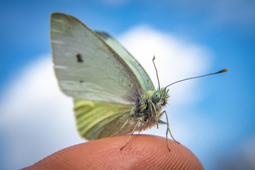 Friendly green butterfly , Beautiful details
