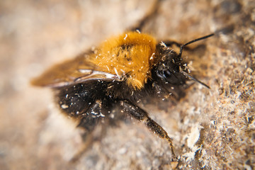 Bumble-bee macro picture
