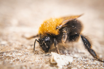 Bumble-bee macro picture