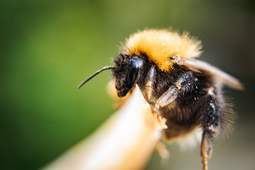 Bumble-bee macro picture