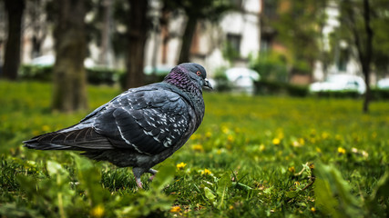 Pigeons on grass walking around, searching for food