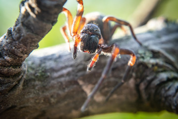 Close up of spider, macro picture