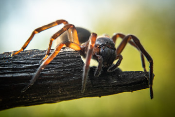 Close up of spider, macro picture