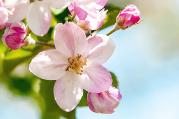 Fototapeta na wymiar 【青森津軽】りんご園のりんごの花は満開