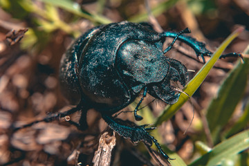 Black bug on leafs, wildlife insects