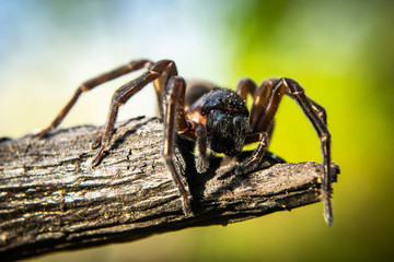 Close up of spider, macro picture
