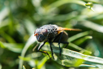 fly macro picture on green background
