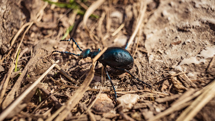 Small insect on the ground