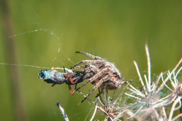 A jumping spider is eating fly, caught in spiderweb