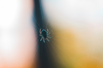 Spiderweb and spider wallpaper