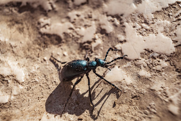 Small insect on the ground