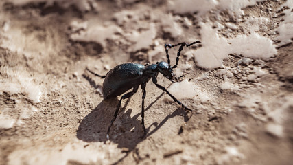 Small insect on the ground