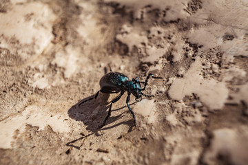 Small insect on the ground