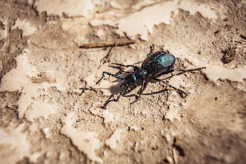 Small insect on the ground