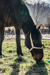 Brown horse eating grass near plastic bottle