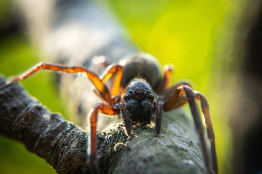 Close up of spider, macro picture