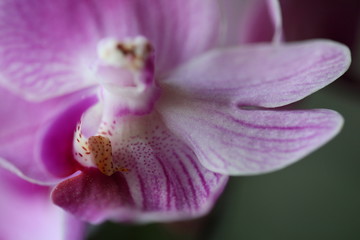 Fototapeta na wymiar close up photo of orchid