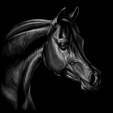 Arab horse. Graphic, hand-drawn black and white portrait of a horse's head on a black background.