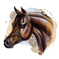 Portrait of an arab horse. Graphic, color realistic drawing of a horse's head on a white background in a watercolor style.
