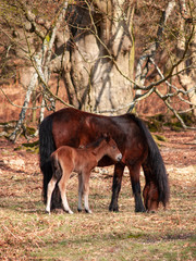 Naklejka na ściany i meble Dartmoor Pony and Foal