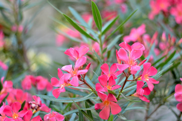Obraz premium Flowers in a field. Natural flower background. Amazing nature view of flowers blooming in garden under the sun at the middle of summer day. Beautiful floral.