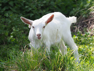 Naklejka na ściany i meble Cute Baby Goat