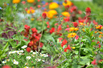 Flowers in a field. Natural flower background. Amazing nature view of flowers blooming in garden under the sun at the middle of summer day. Beautiful floral.