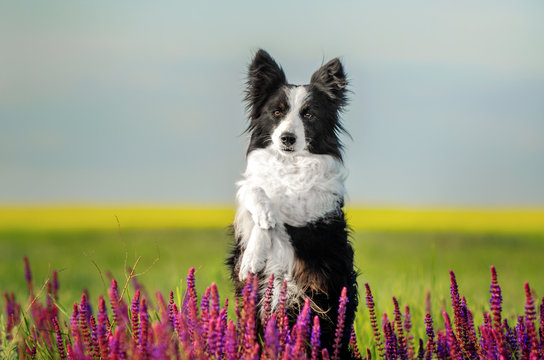 Border Collie Dog Incredible Portrait In Beautiful Colors