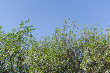 blooming cherry in spring, flowers