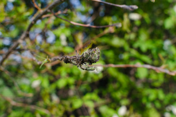 caterpillars devouring foliage closeup, wildlife