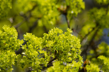 maple blossom in May, spring