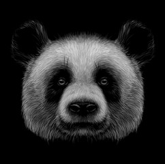 Panda. Graphic, monochrome, hand-drawn portrait of a panda on a black background.