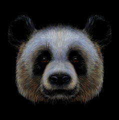 Panda. Graphic, color, hand-drawn portrait of a panda on a black background.