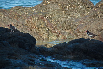 American oystercatcher on the coast in Corcovado NP on peninsula Osa in Costa Rica
